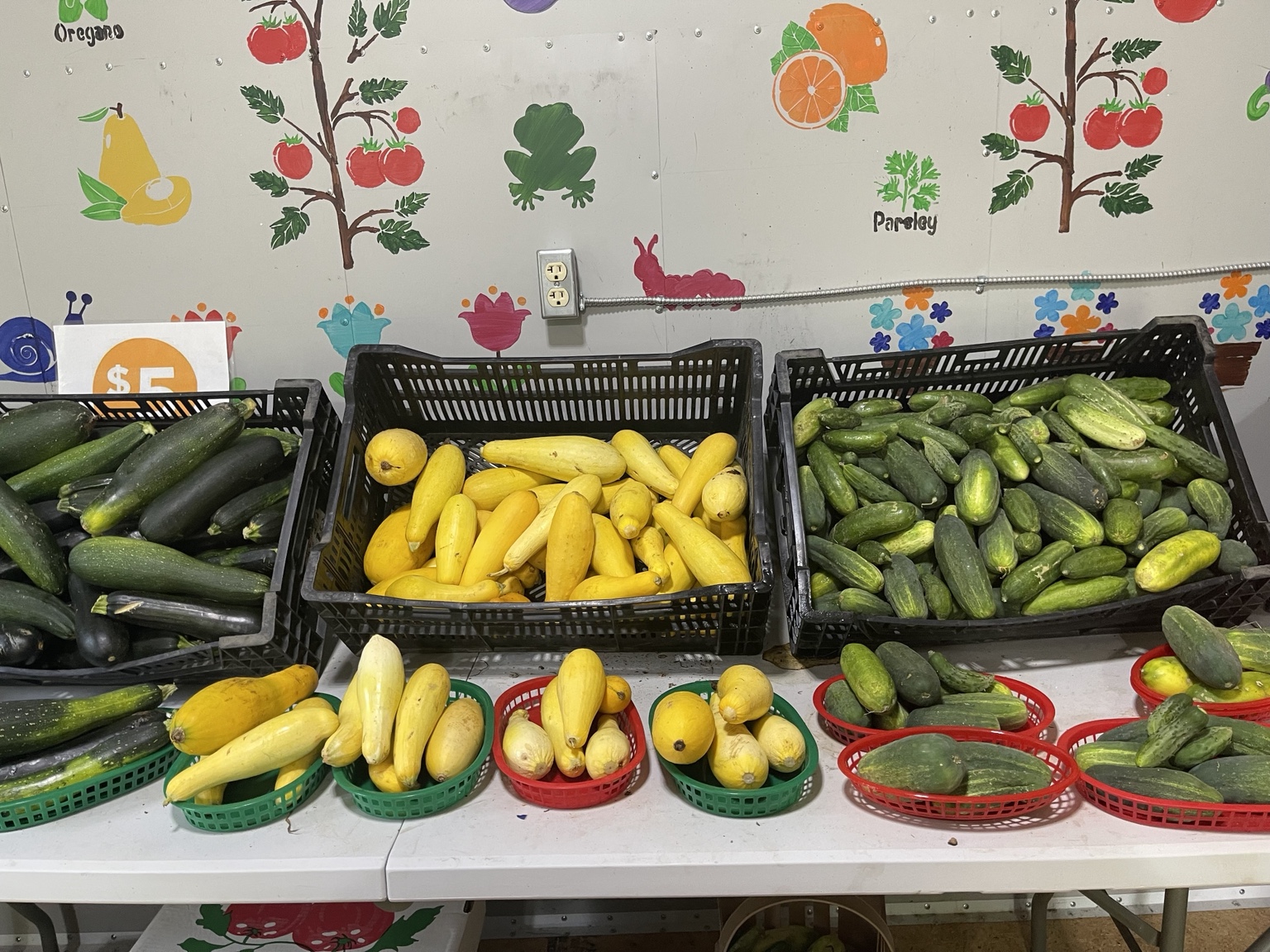 Zucchini, yellow squash and cucumbers