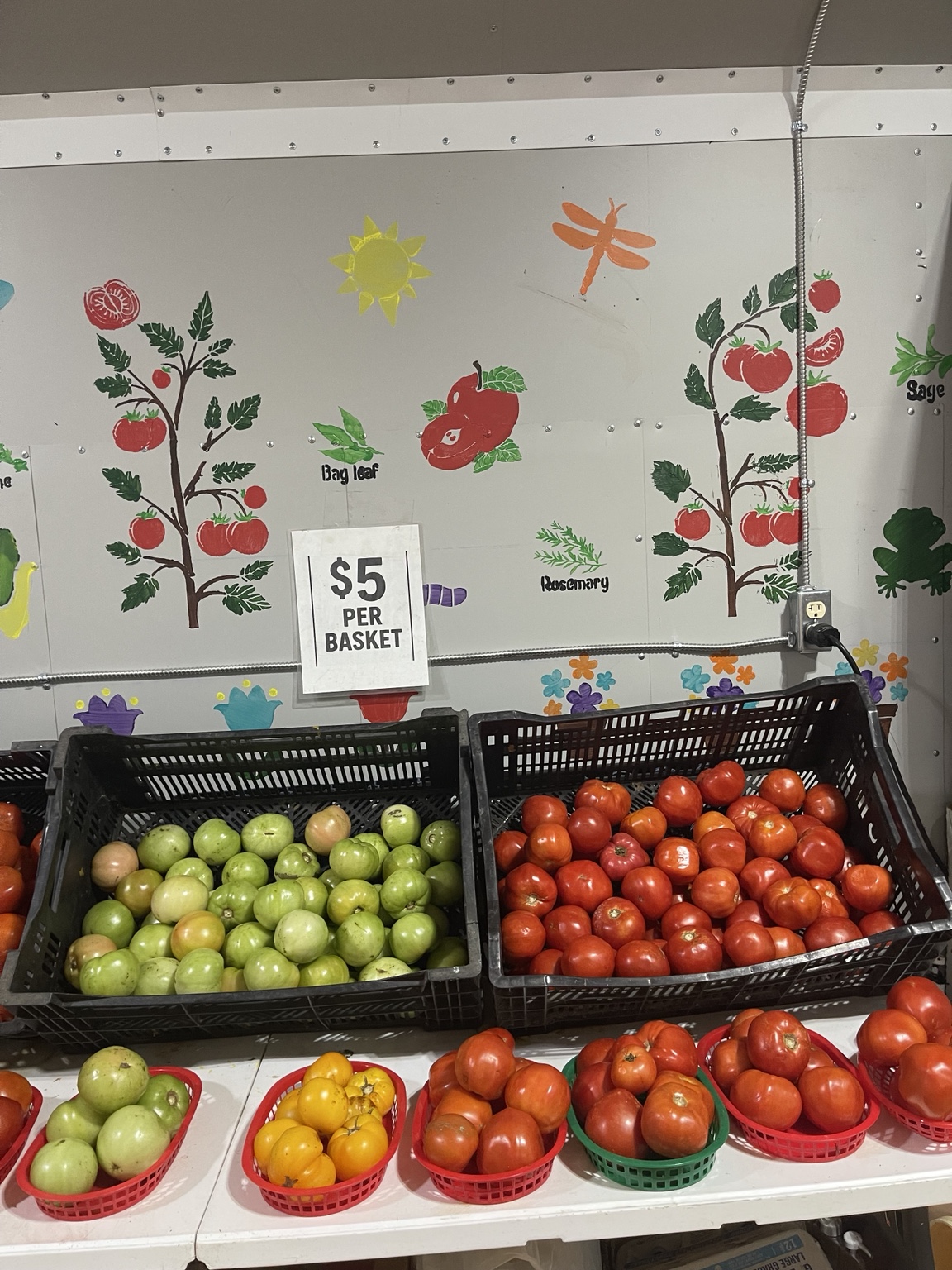 Fresh tomatoes at Ailor Gap Farms